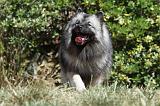 SPITZ LOUP 020